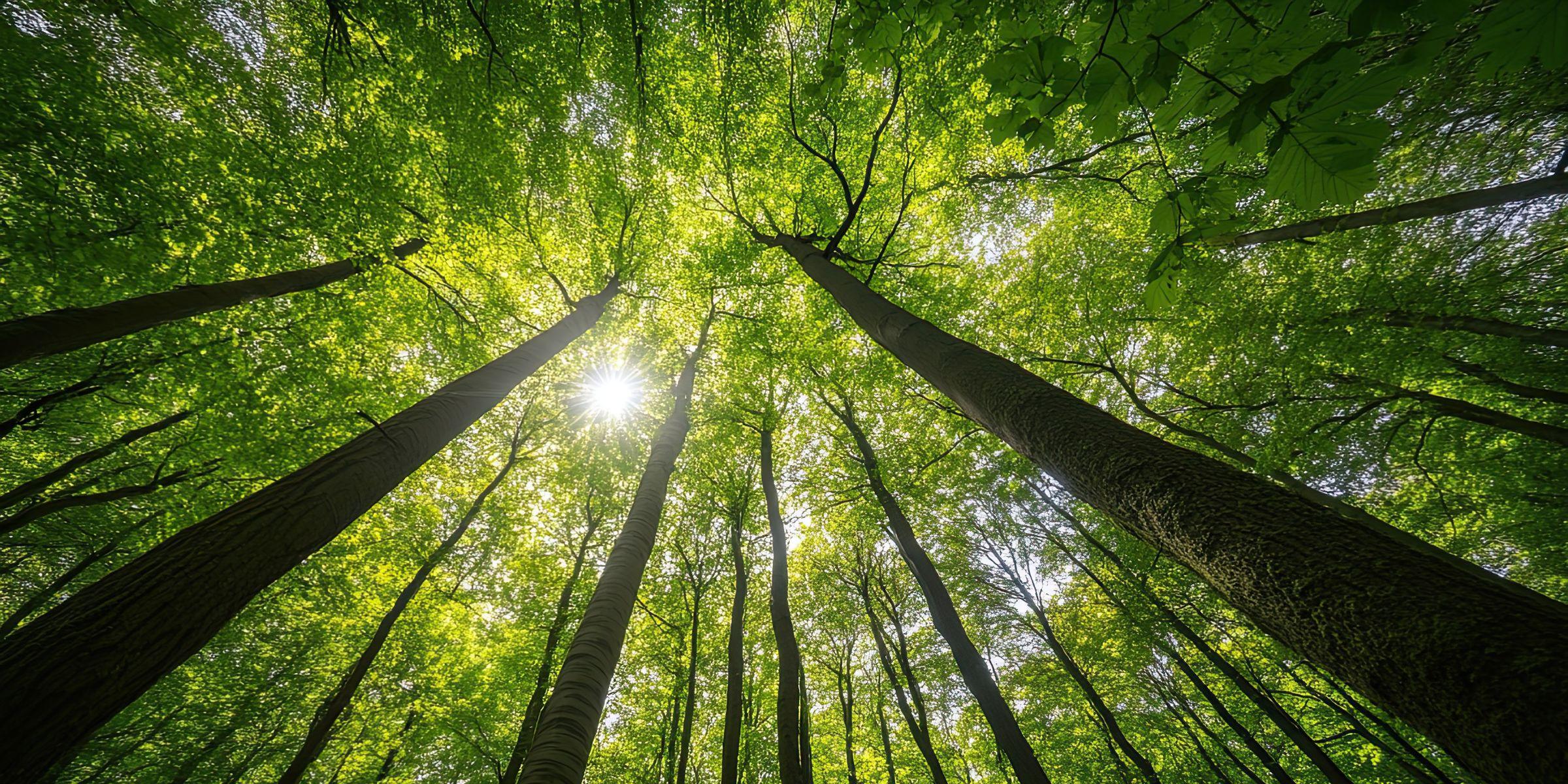 La naturaleza como refugio emocional
